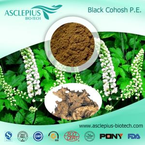 Black Cohosh Extract Powder Leverandør Engros / Triterpenoid Saponins Extract Pulver
