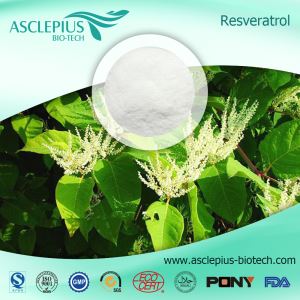 Resveratrol,drueskallekstraktpulver,Gigant Knotweed-ekstraktleverandør Engros